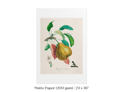 Pear | Botanical Illustration | P181 - Single Art Prints - Piccolo Fiore Prints