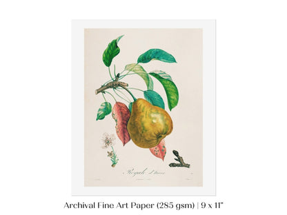 Pear | Botanical Illustration | P181 - Single Art Prints - Piccolo Fiore Prints