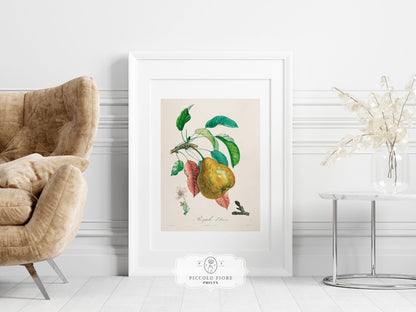 Pear | Botanical Illustration | P181 - Single Art Prints - Piccolo Fiore Prints