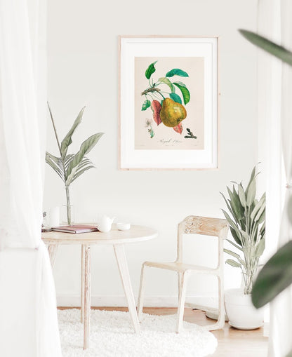 Pear | Botanical Illustration | P181 - Single Art Prints - Piccolo Fiore Prints