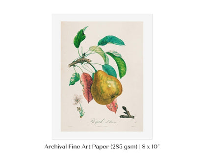 Pear | Botanical Illustration | P181 - Single Art Prints - Piccolo Fiore Prints