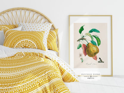 Pear | Botanical Illustration | P181 - Single Art Prints - Piccolo Fiore Prints