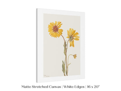 Perennial Gaillardia Illustration | P189 - Single Art Prints - Piccolo Fiore Prints