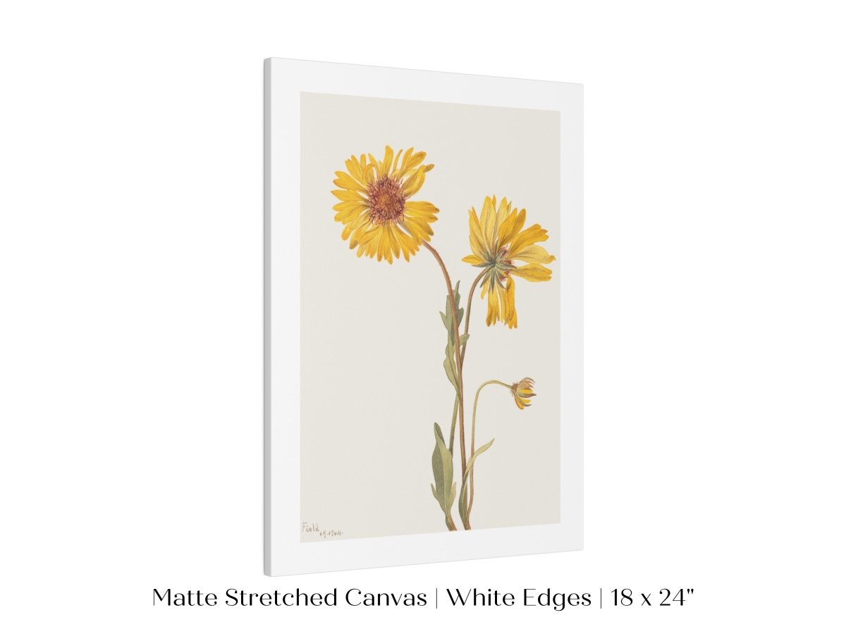 Perennial Gaillardia Illustration | P189 - Single Art Prints - Piccolo Fiore Prints