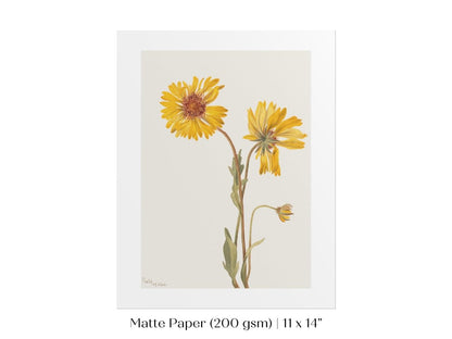 Perennial Gaillardia Illustration | P189 - Single Art Prints - Piccolo Fiore Prints