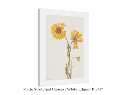 Perennial Gaillardia Illustration | P189 - Single Art Prints - Piccolo Fiore Prints