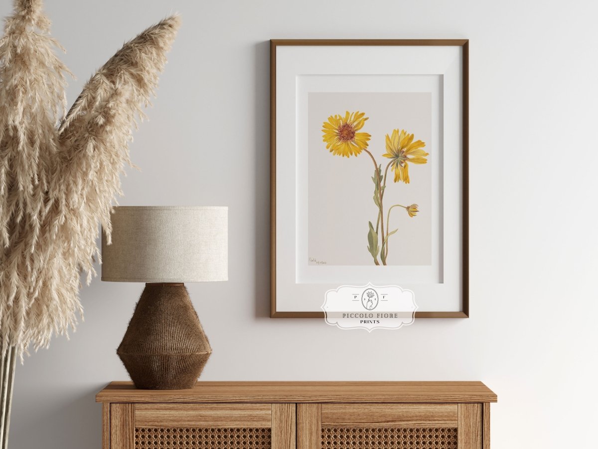 Perennial Gaillardia Illustration | P189 - Single Art Prints - Piccolo Fiore Prints