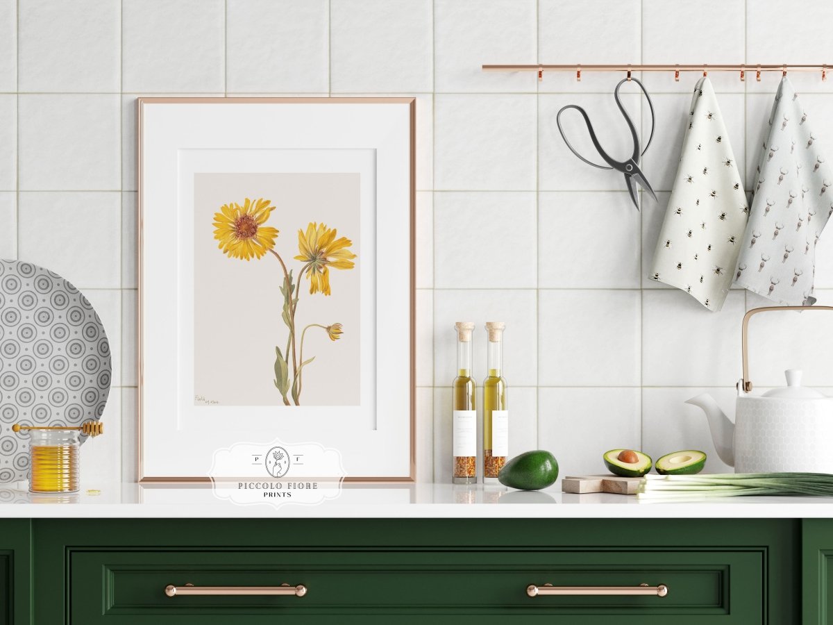 Perennial Gaillardia Illustration | P189 - Single Art Prints - Piccolo Fiore Prints