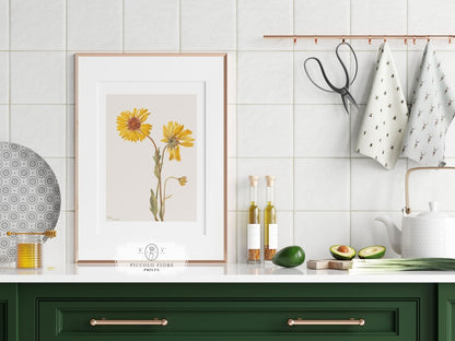 Perennial Gaillardia Illustration | P189 - Single Art Prints - Piccolo Fiore Prints