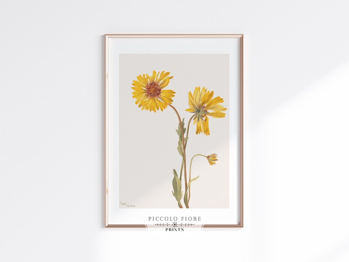 Perennial Gaillardia Illustration | P189 - Single Art Prints - Piccolo Fiore Prints