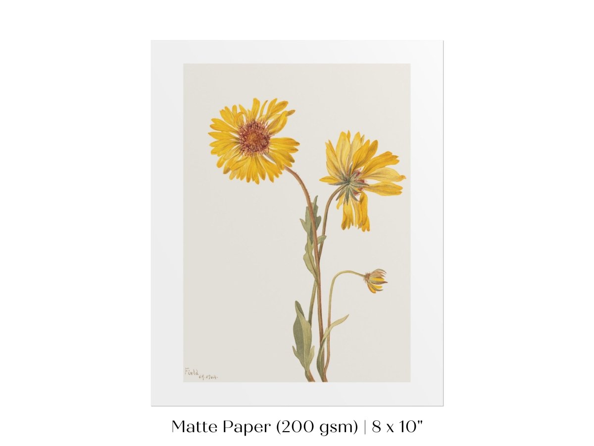 Perennial Gaillardia Illustration | P189 - Single Art Prints - Piccolo Fiore Prints