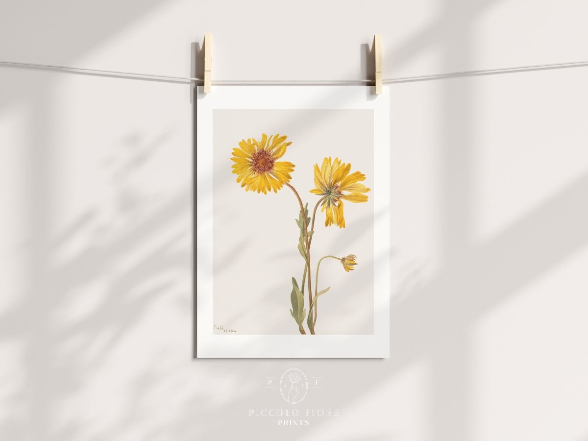 Perennial Gaillardia Illustration | P189 - Single Art Prints - Piccolo Fiore Prints