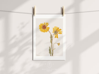 Perennial Gaillardia Illustration | P189 - Single Art Prints - Piccolo Fiore Prints