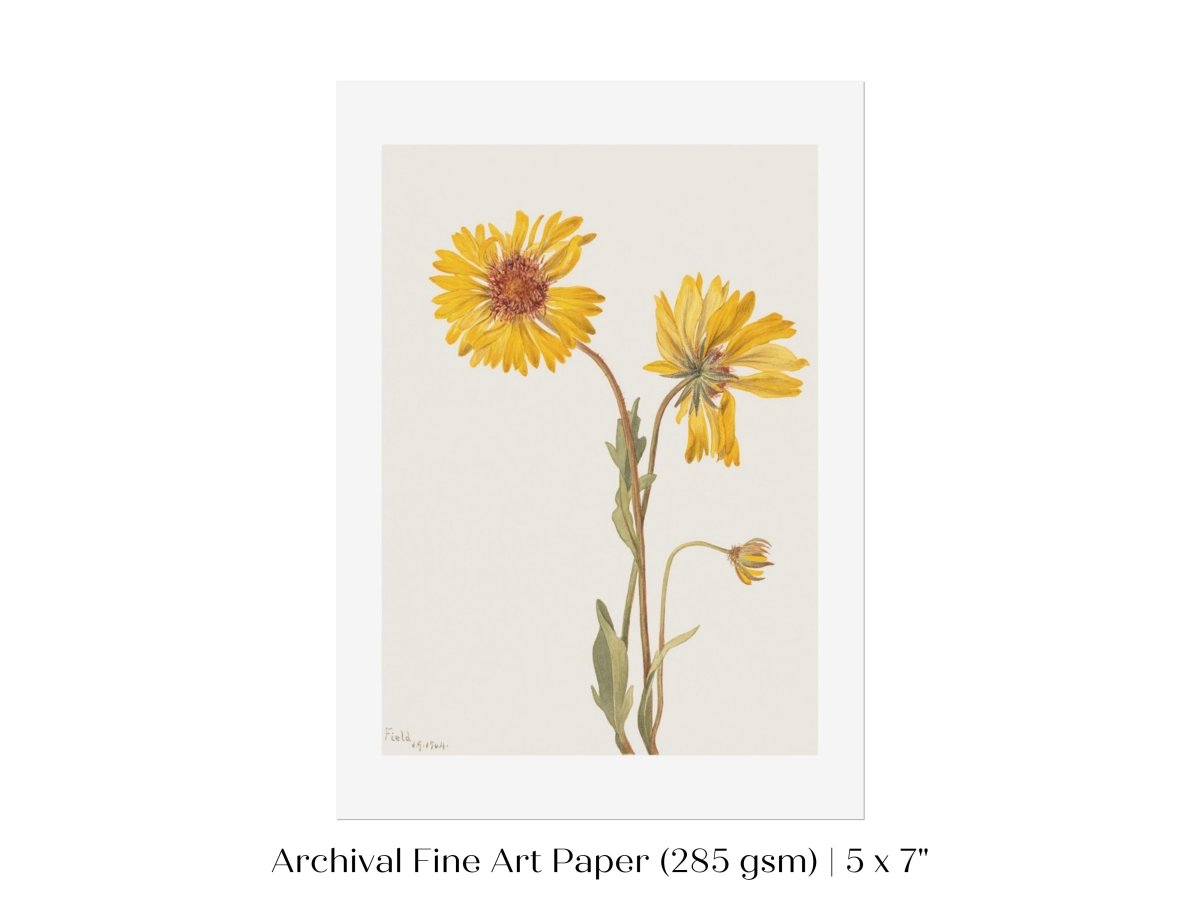 Perennial Gaillardia Illustration | P189 - Single Art Prints - Piccolo Fiore Prints