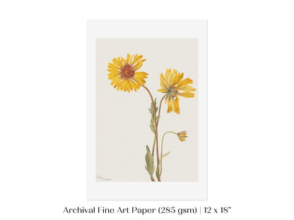 Perennial Gaillardia Illustration | P189 - Single Art Prints - Piccolo Fiore Prints