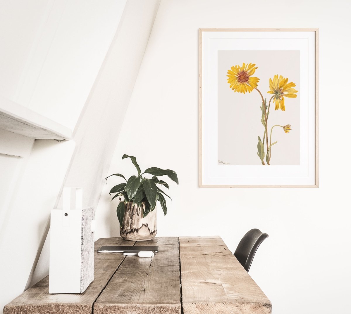 Perennial Gaillardia Illustration | P189 - Single Art Prints - Piccolo Fiore Prints