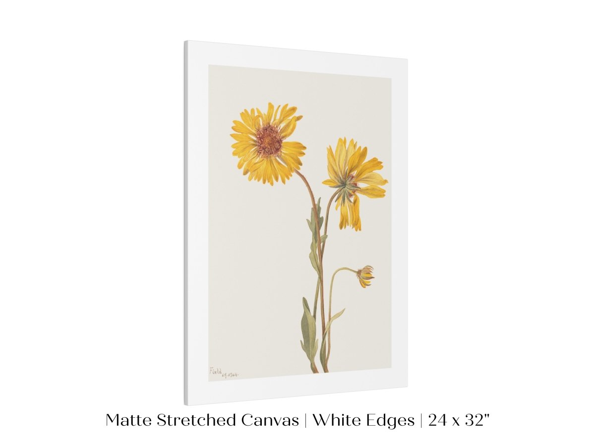 Perennial Gaillardia Illustration | P189 - Single Art Prints - Piccolo Fiore Prints