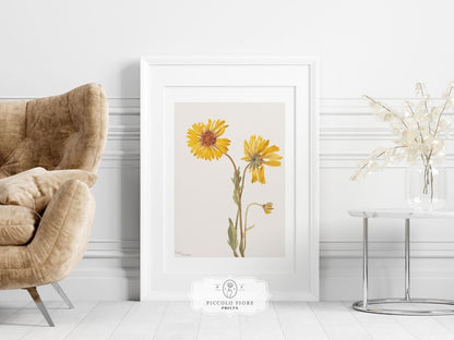 Perennial Gaillardia Illustration | P189 - Single Art Prints - Piccolo Fiore Prints