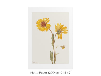 Perennial Gaillardia Illustration | P189 - Single Art Prints - Piccolo Fiore Prints