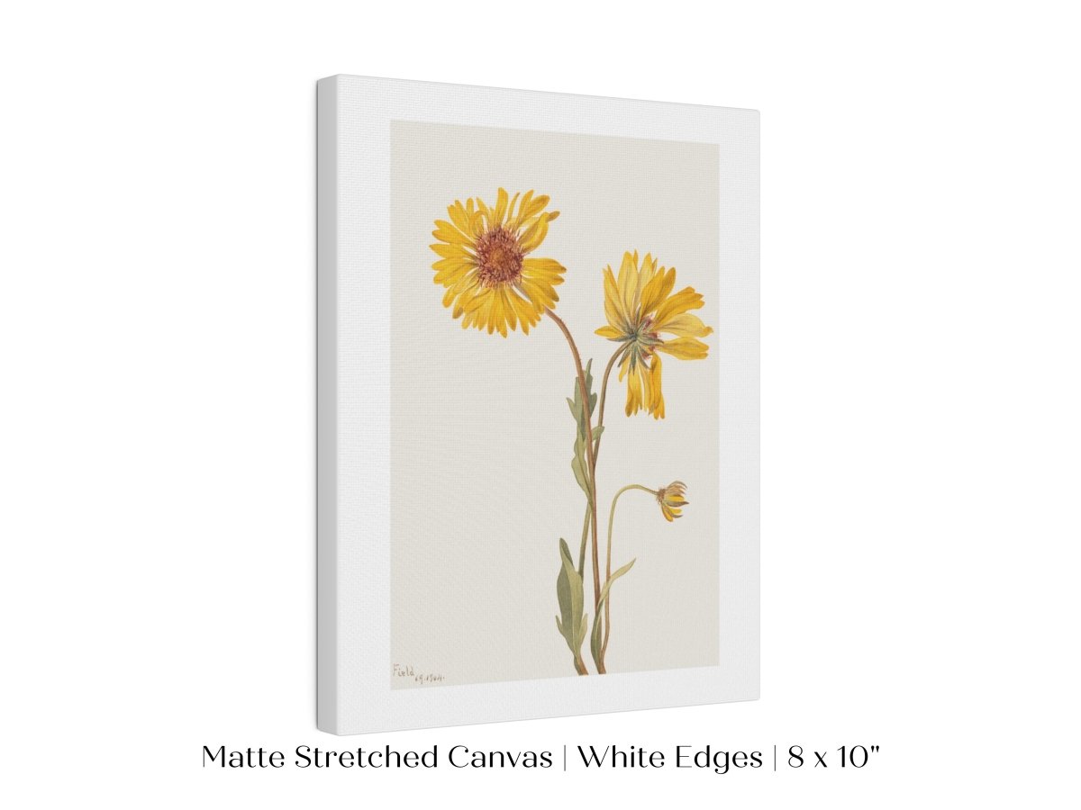 Perennial Gaillardia Illustration | P189 - Single Art Prints - Piccolo Fiore Prints