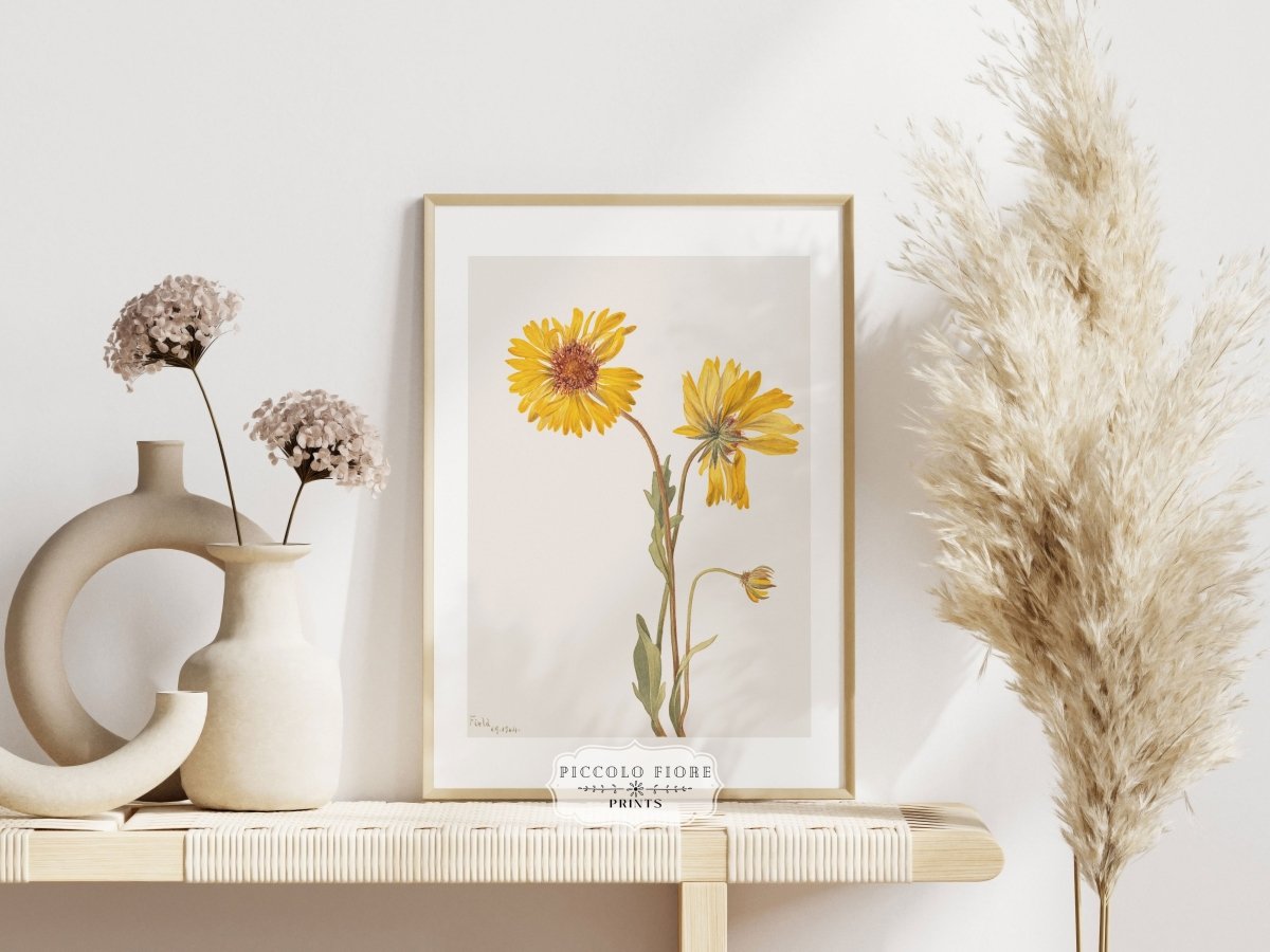 Perennial Gaillardia Illustration | P189 - Single Art Prints - Piccolo Fiore Prints