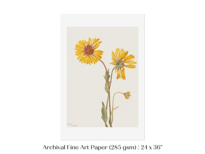Perennial Gaillardia Illustration | P189 - Single Art Prints - Piccolo Fiore Prints