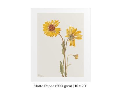 Perennial Gaillardia Illustration | P189 - Single Art Prints - Piccolo Fiore Prints