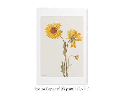 Perennial Gaillardia Illustration | P189 - Single Art Prints - Piccolo Fiore Prints