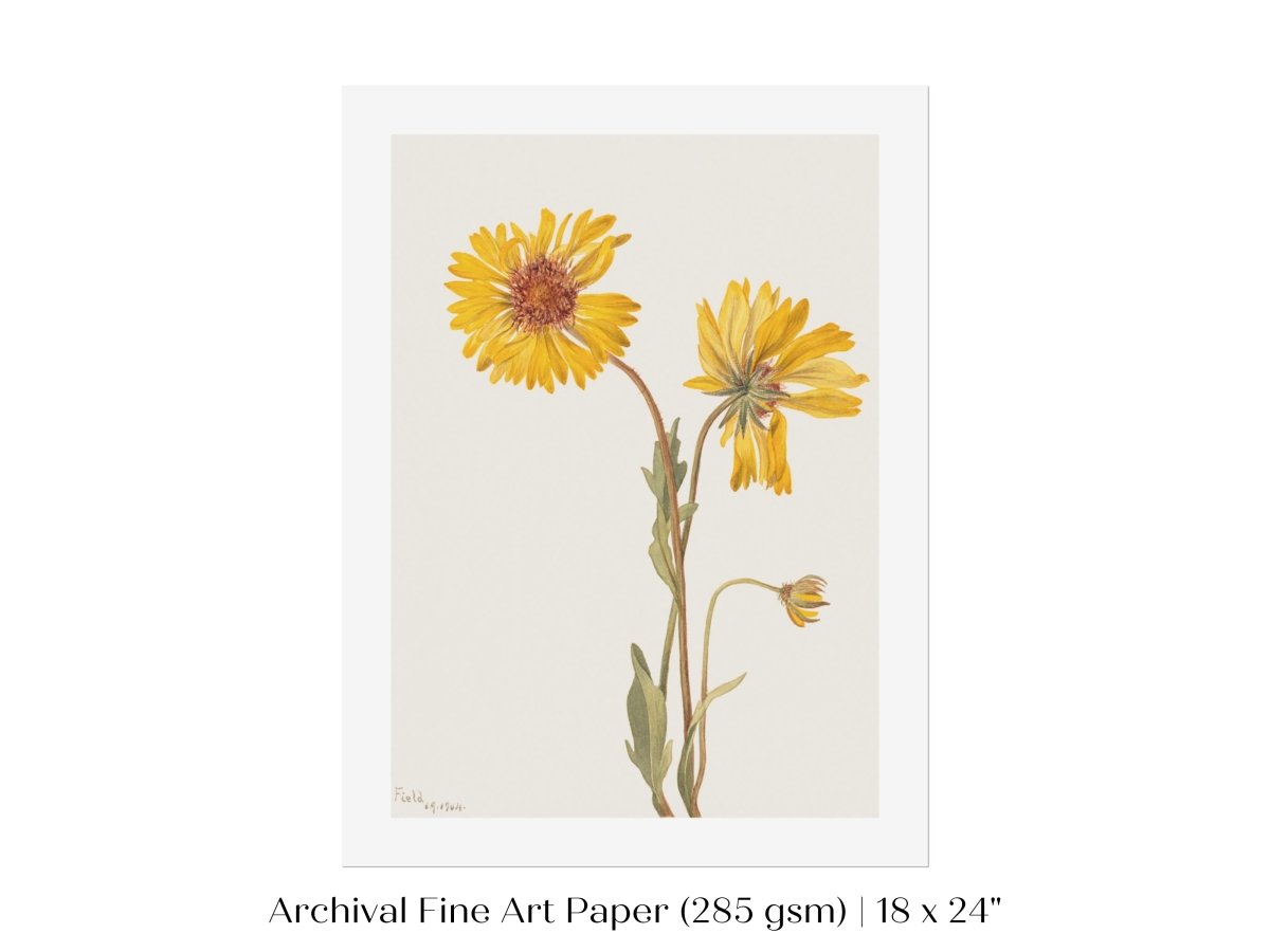 Perennial Gaillardia Illustration | P189 - Single Art Prints - Piccolo Fiore Prints