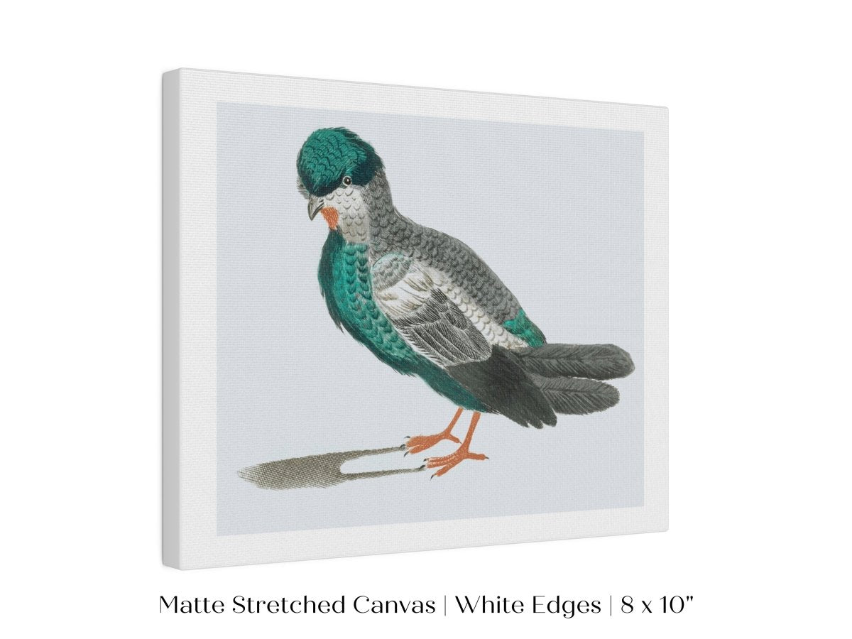 Pigeon Illustration | P92 - Single Art Prints - Piccolo Fiore Prints