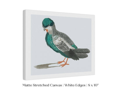 Pigeon Illustration | P92 - Single Art Prints - Piccolo Fiore Prints