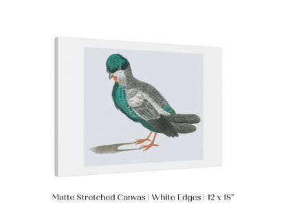 Pigeon Illustration | P92 - Single Art Prints - Piccolo Fiore Prints