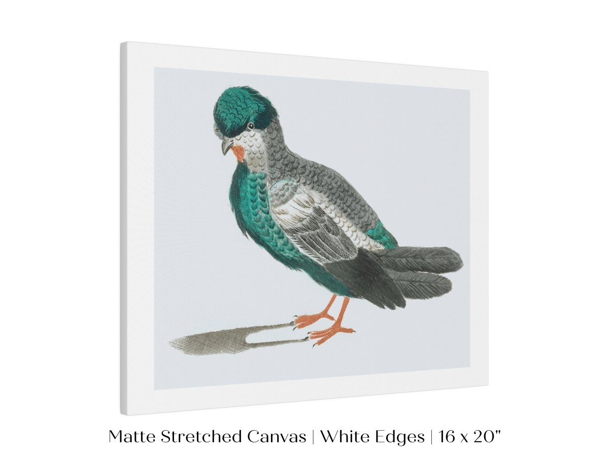 Pigeon Illustration | P92 - Single Art Prints - Piccolo Fiore Prints