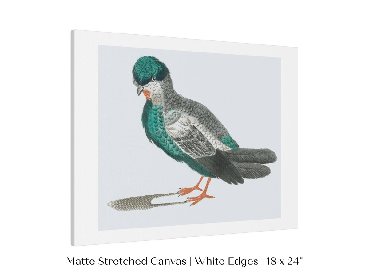 Pigeon Illustration | P92 - Single Art Prints - Piccolo Fiore Prints