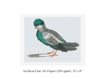 Pigeon Illustration | P92 - Single Art Prints - Piccolo Fiore Prints