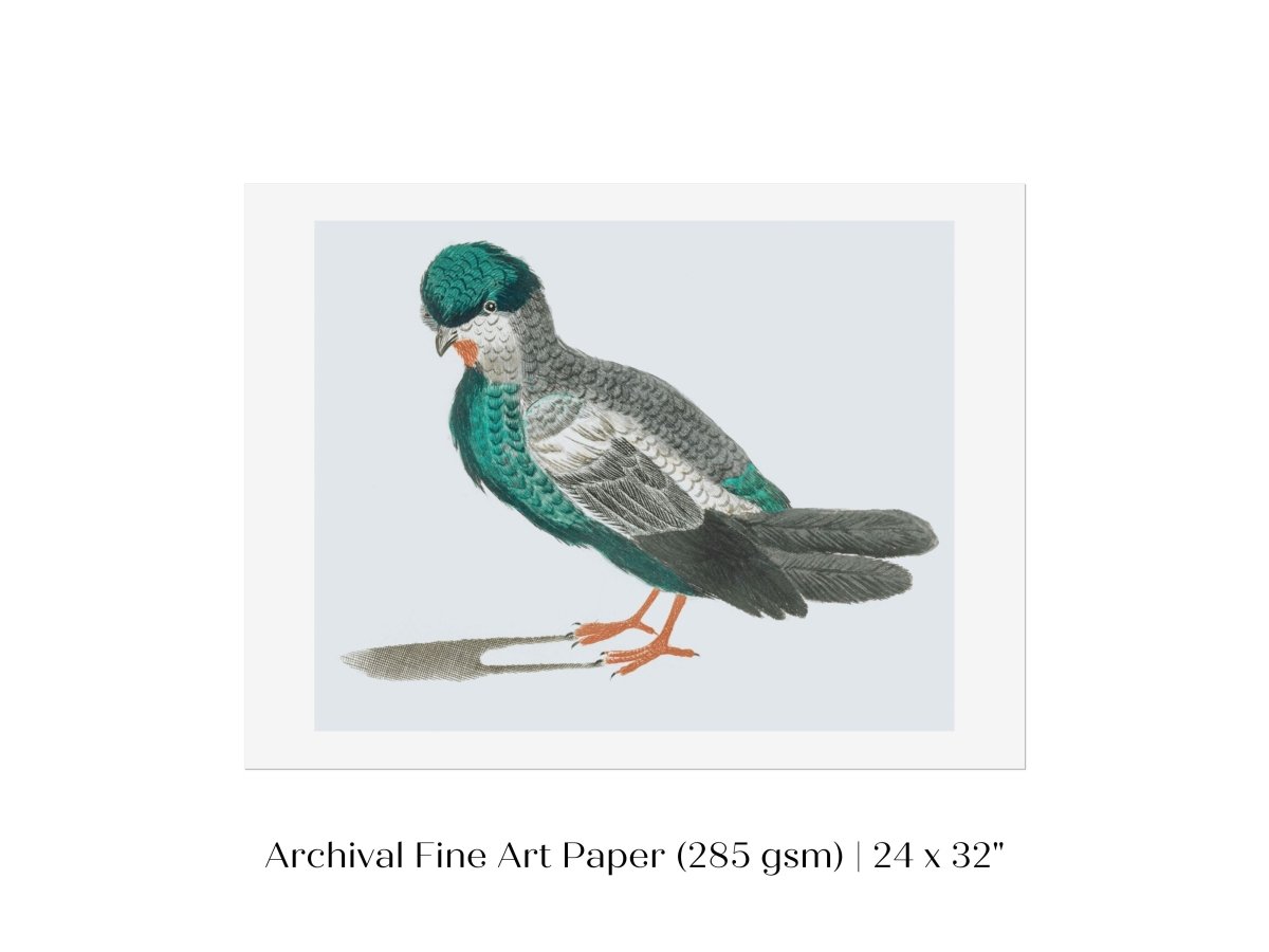 Pigeon Illustration | P92 - Single Art Prints - Piccolo Fiore Prints