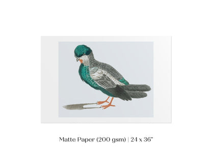 Pigeon Illustration | P92 - Single Art Prints - Piccolo Fiore Prints