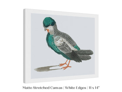 Pigeon Illustration | P92 - Single Art Prints - Piccolo Fiore Prints