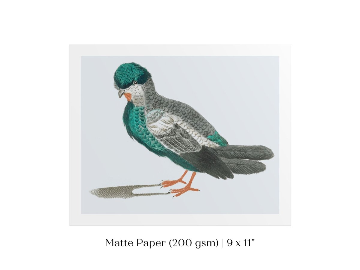 Pigeon Illustration | P92 - Single Art Prints - Piccolo Fiore Prints