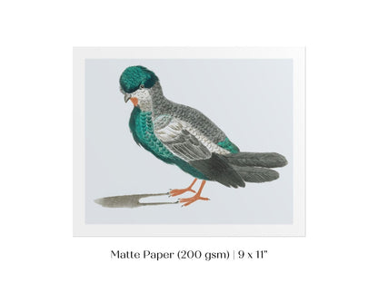 Pigeon Illustration | P92 - Single Art Prints - Piccolo Fiore Prints
