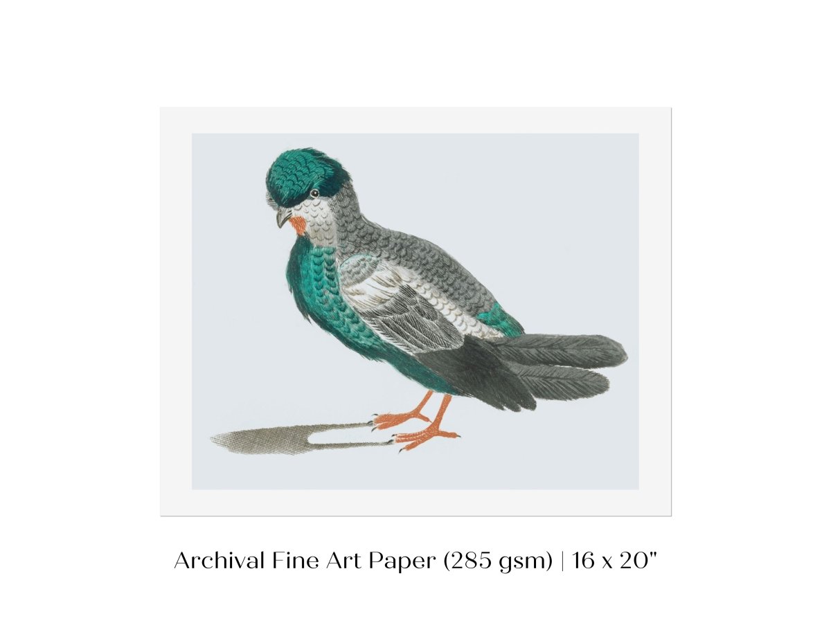 Pigeon Illustration | P92 - Single Art Prints - Piccolo Fiore Prints