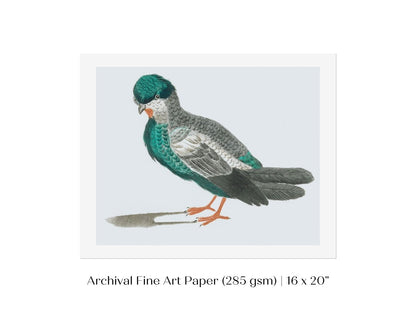 Pigeon Illustration | P92 - Single Art Prints - Piccolo Fiore Prints