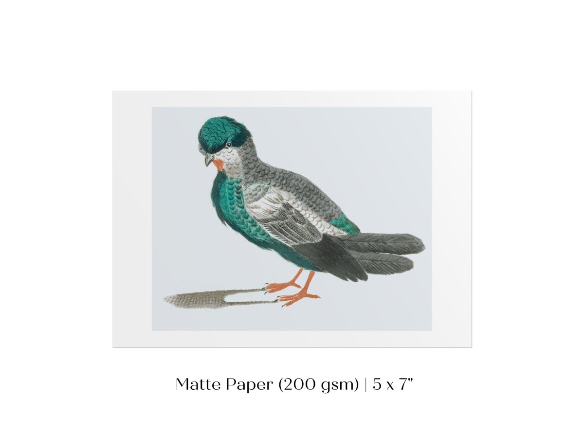 Pigeon Illustration | P92 - Single Art Prints - Piccolo Fiore Prints