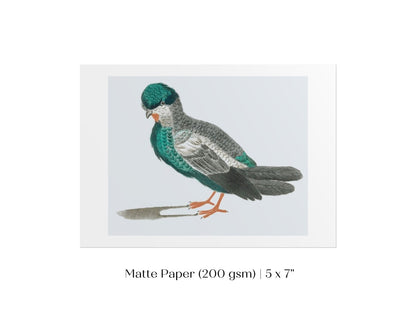 Pigeon Illustration | P92 - Single Art Prints - Piccolo Fiore Prints