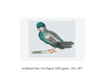 Pigeon Illustration | P92 - Single Art Prints - Piccolo Fiore Prints