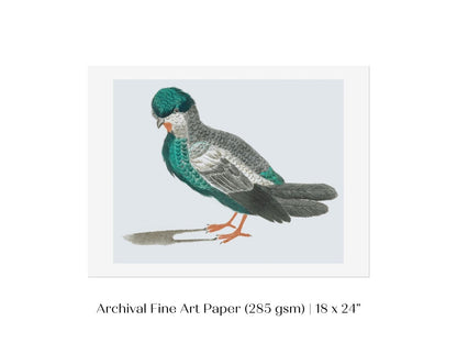 Pigeon Illustration | P92 - Single Art Prints - Piccolo Fiore Prints