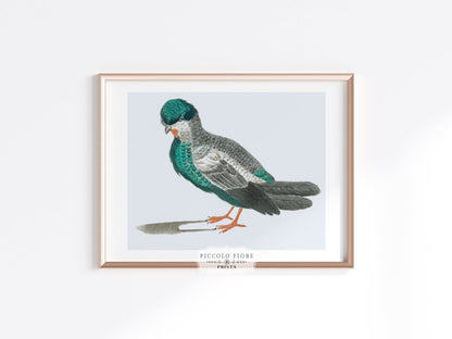 Pigeon Illustration | P92 - Single Art Prints - Piccolo Fiore Prints