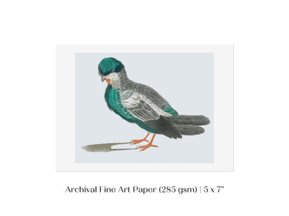 Pigeon Illustration | P92 - Single Art Prints - Piccolo Fiore Prints