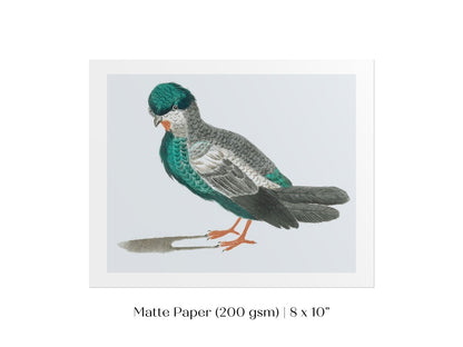 Pigeon Illustration | P92 - Single Art Prints - Piccolo Fiore Prints