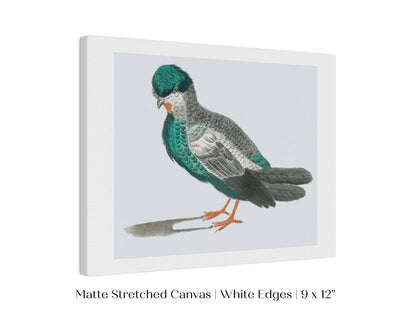 Pigeon Illustration | P92 - Single Art Prints - Piccolo Fiore Prints